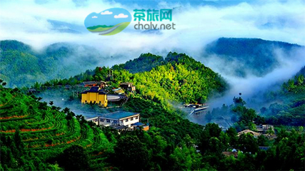 茶香漫山巒，文旅譜新篇——宜賓市敘州區天宮山茶旅融合開發項目有序推進